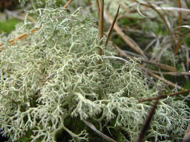 Korstmos